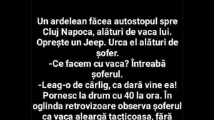 BANC | Un ardelean făcea autostopul spre Cluj-Napoca, alături de vaca lui