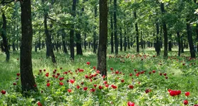 Galerie foto - poza 3