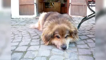 Statuie pentru Jimmy, câinele din Sighișoara care are pagină de Facebook și 4.500 de urmăritori!