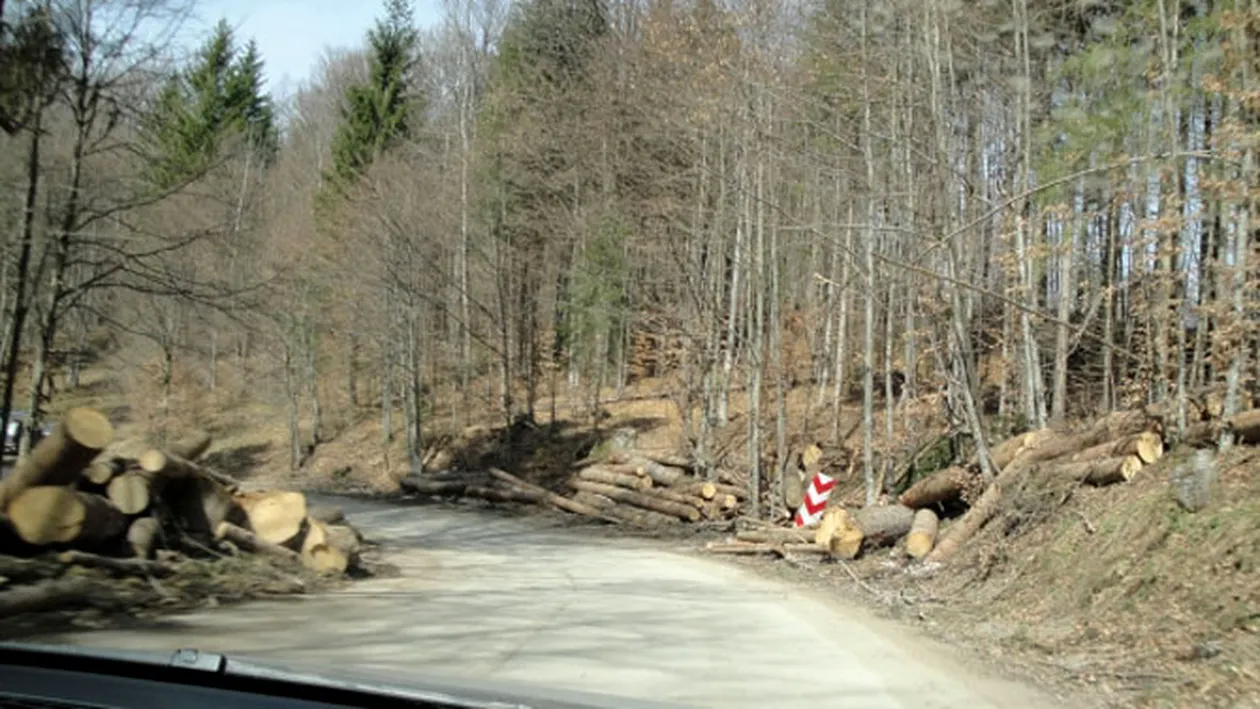 Circulatia din Prahova a fost afectata pe doua drumuri nationale din cauza unor copaci doborati de vant