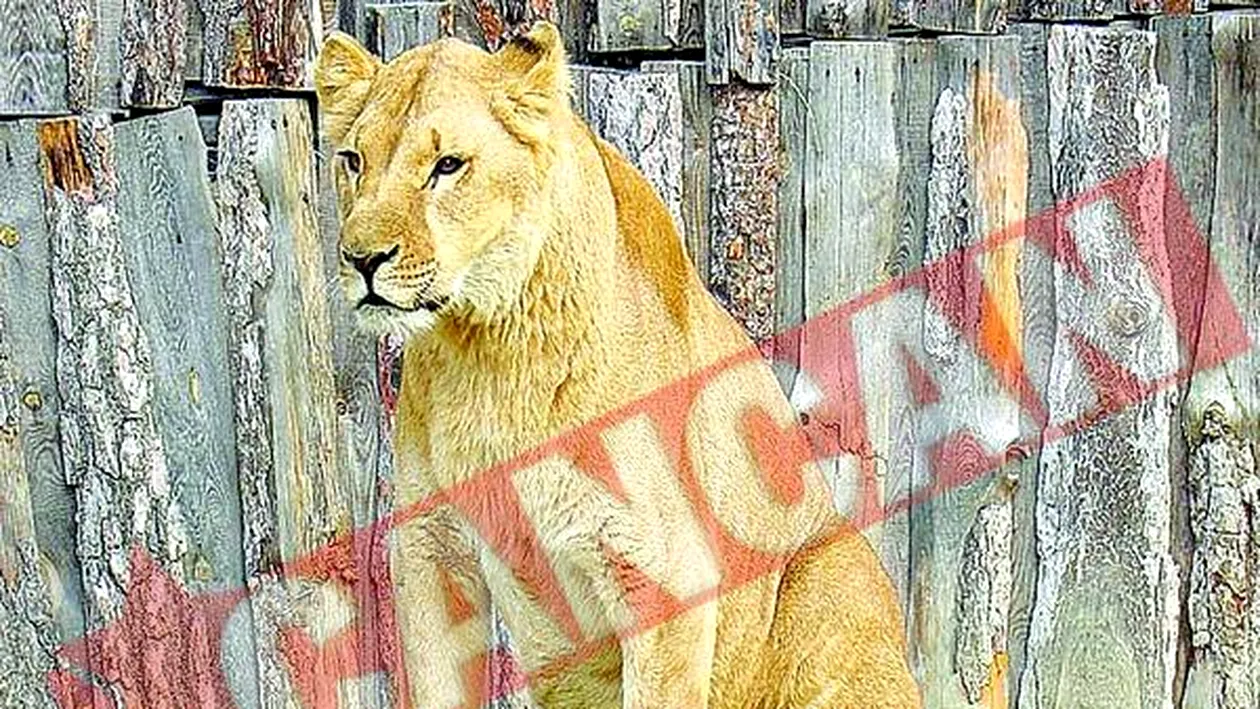 Leoaica Elsa de la Zoo va fi incinerata