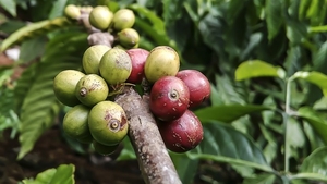 Cum se bea cafeaua verde şi cum se prepară