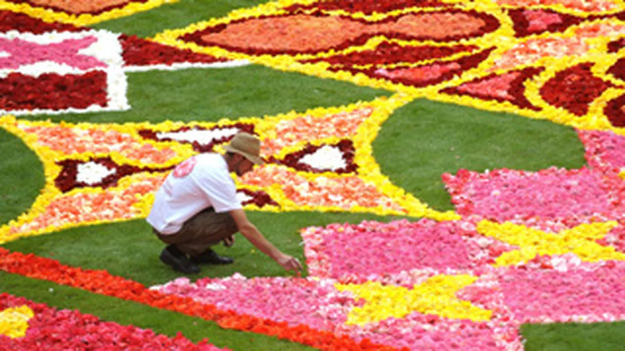 Covor imens de begonii la Bruxelles