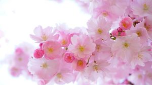 Mesaje de Florii 2024! Cele mai frumoase urări pentru cei care poartă nume de flori