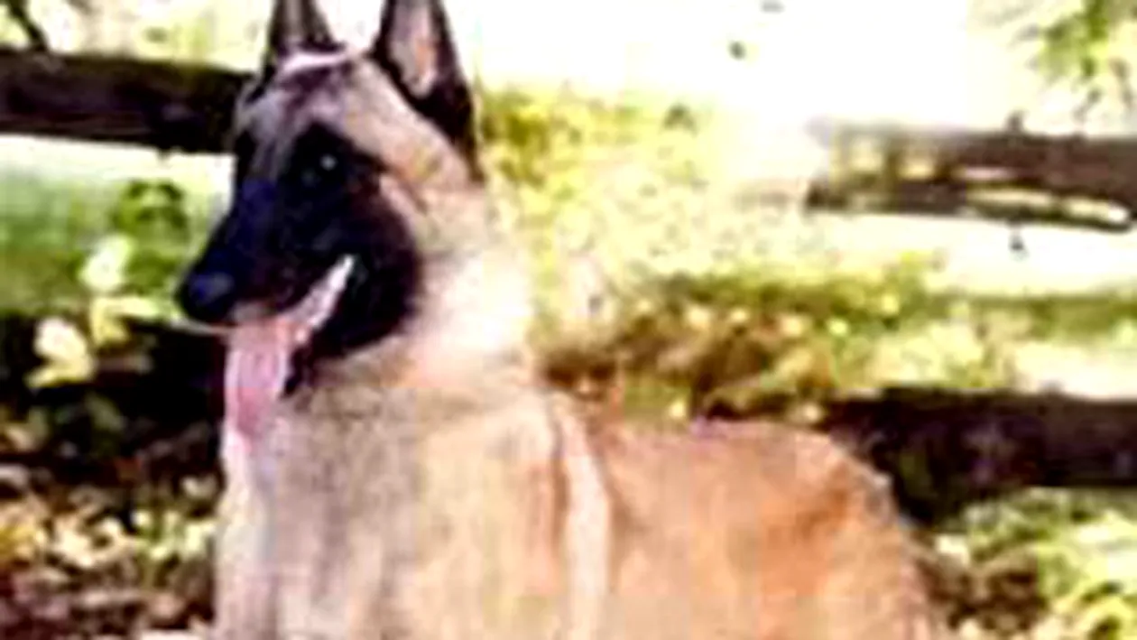 Cancerul de prostata poate fi descoperit de caini?