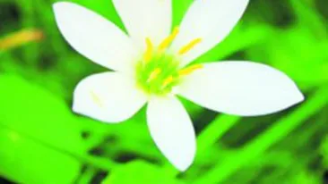 In India, regina florilor aduce dragostea