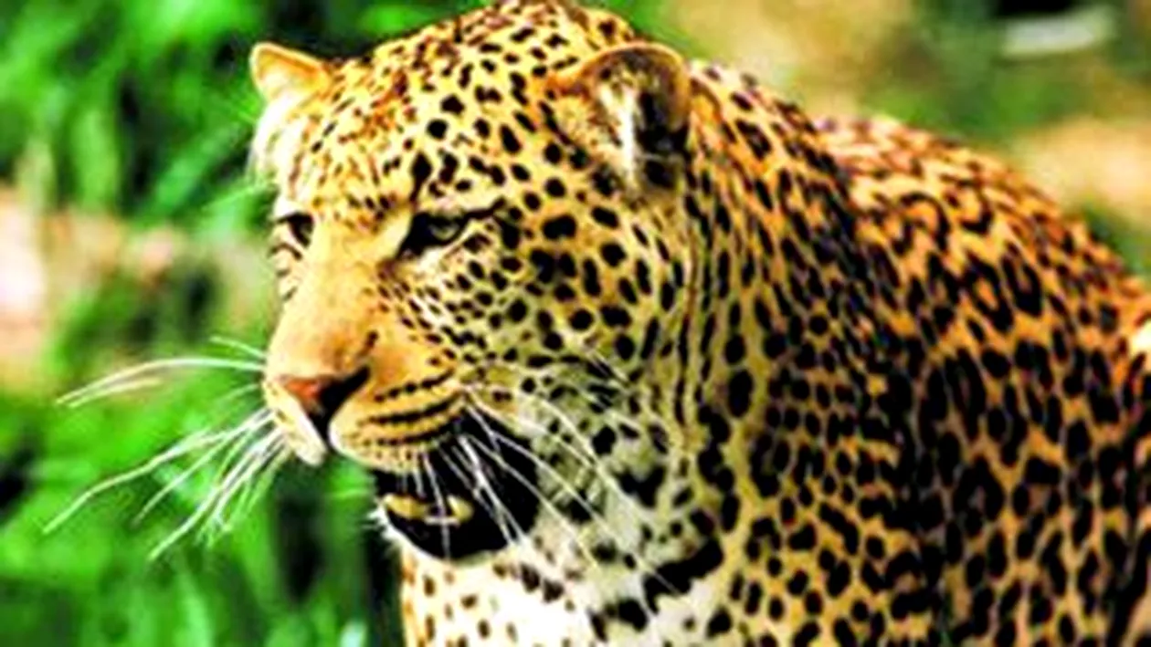 Un jaguar a evadat si a atacat un cal
