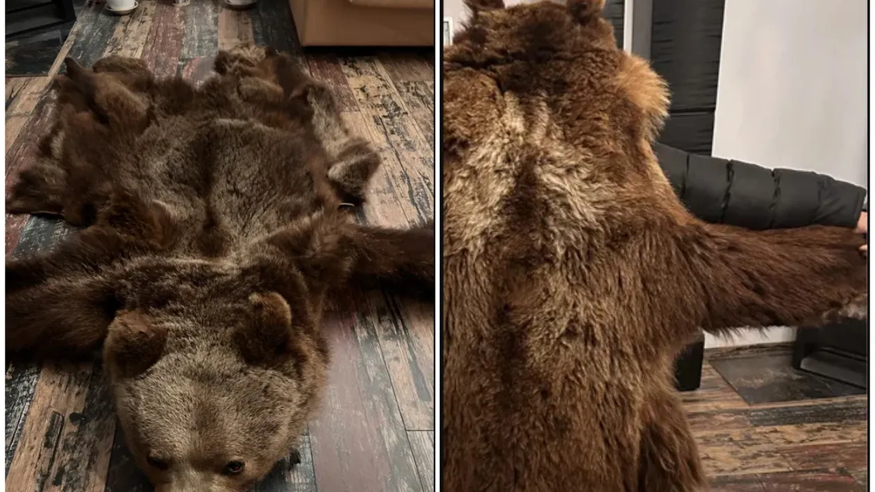 Cât costă o blană de urs pe OLX! Un băcăuan și-a scos trofeul la vânzare