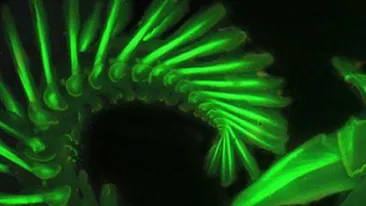 Ce Dumnezeu e ASTA? Nu avem nicio explicatie! CREATURA descoperita in adancuri ii UIMESTE pe experti