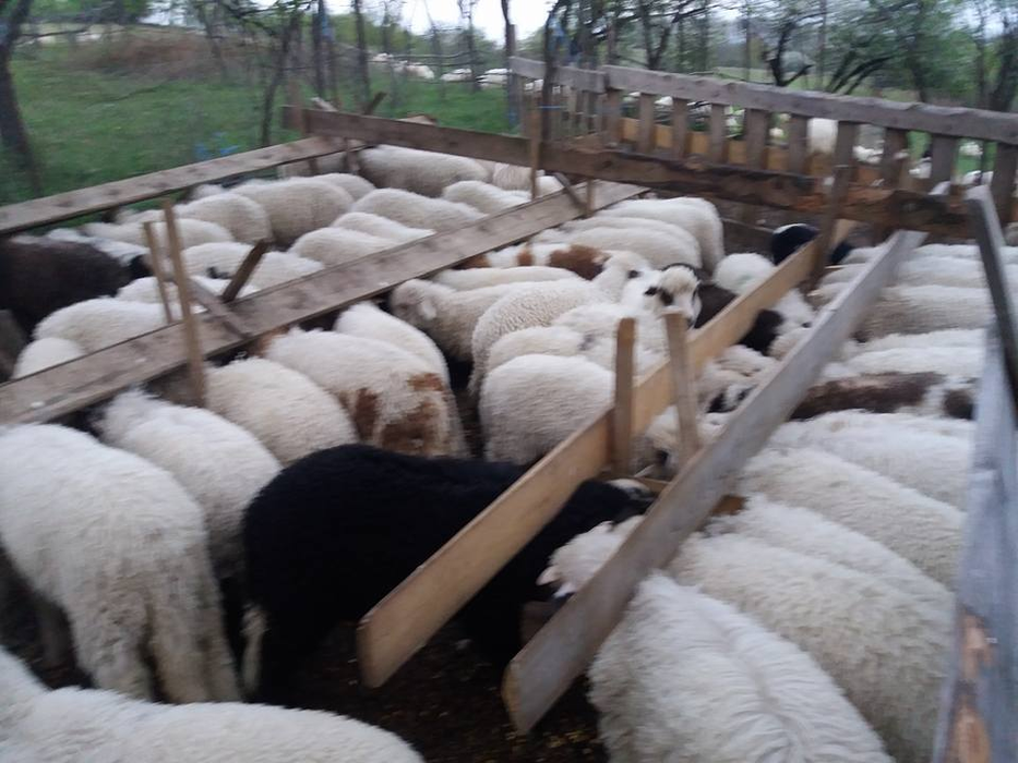 Decizie halucinantă luată de soţul gravidei care s-a sinucis! A facut anuntul pe Facebook: „Urgent!”