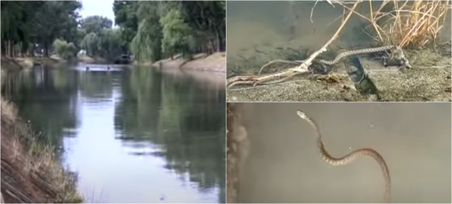 Panică în Timișoara. A fost surprinsă o invazie de șerpi pe malul râului Bega