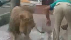 VIDEO VEZI AICI Cum este spalat un leu cu furtunul, in plina strada