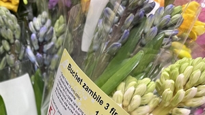 Nu e o eroare! Câți lei costă 3 zambile în Kaufland București, acum, de 1 Martie