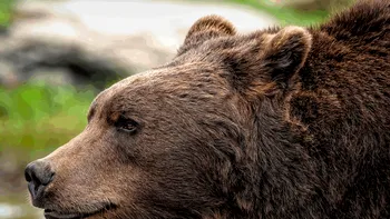 Urs pe o stradă din Câmpulung: a fost emis mesaj RO-Alert! Evitați zona și rămâneți în locuințe