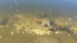 Imagini apocaliptice pe Lacul Morii din Capitală. Sute de peşti morţi pe fundul apei şi păsări moarte pe mal