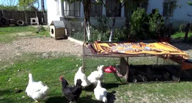 Galerie foto - poza 2