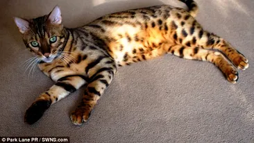 Pisica uriașă care a băgat spaima în englezi! Au crezut că-i un leopard la locul de joacă al copiilor