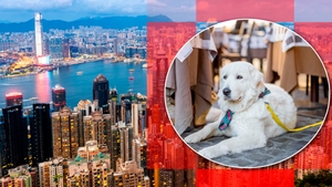 Hong Kong schimbă regulile. Câinii pot merge cu stăpânii la restaurant!