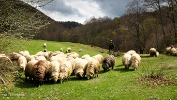 Adevărul despre ştirea că unui cioban i s-au furat 80 de oi, iar poliţiştii au recuperat 81
