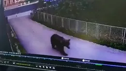 Alertă în Dâmbovița! Un urs s-a plimbat nestingherit pe străzile din localitatea Vulcana Băi