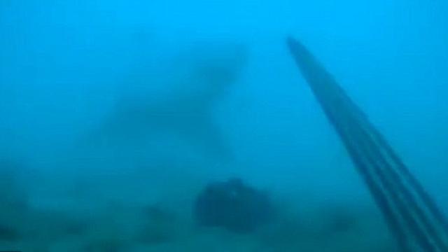 VIDEO Momentul INCREDIBIL in care un scafandru se intalneste cu MOARTEA ALBA! N-ai sa ghicesti cum a reusit sa il tina la distanta