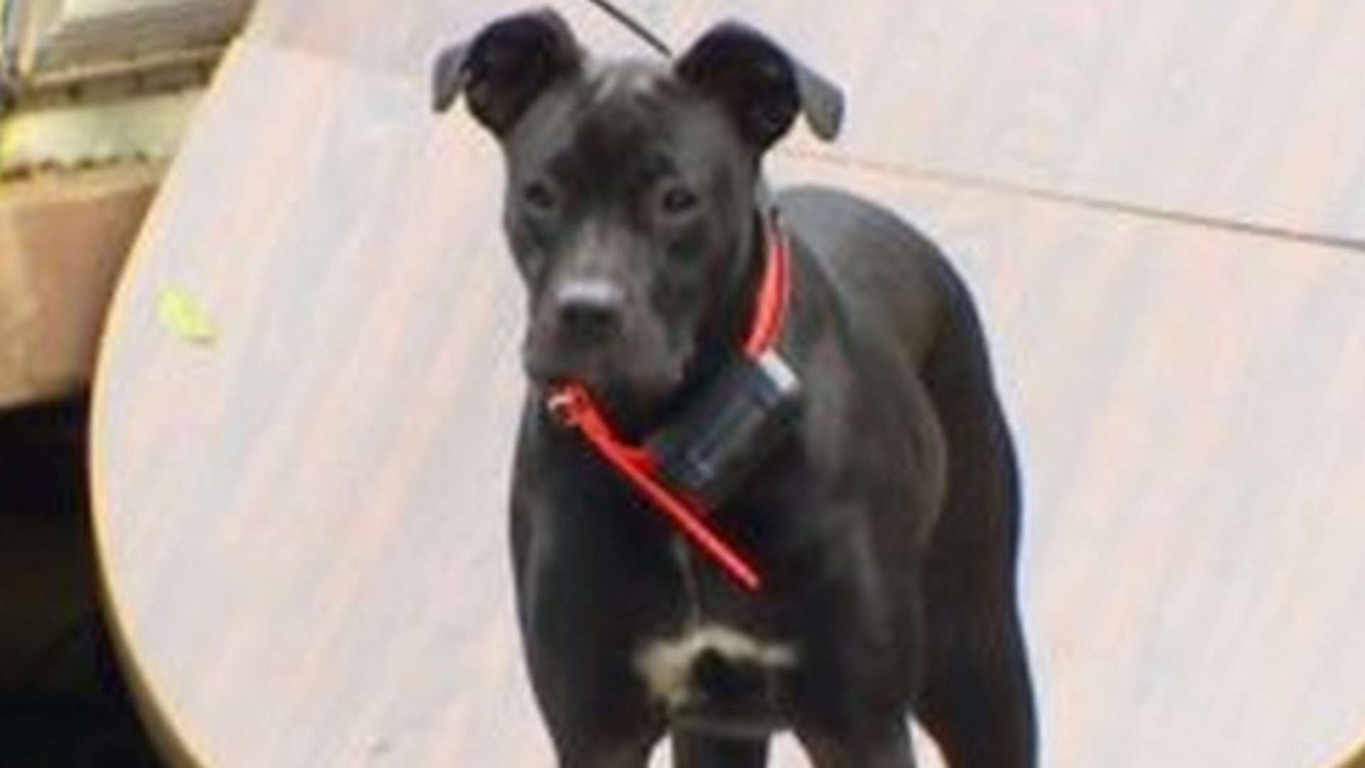 A ramas INTERZIS atunci cand cainele lui a venit acasa cu asta. "M-am gandit ca daca sun la politie ma inchid pe loc"!