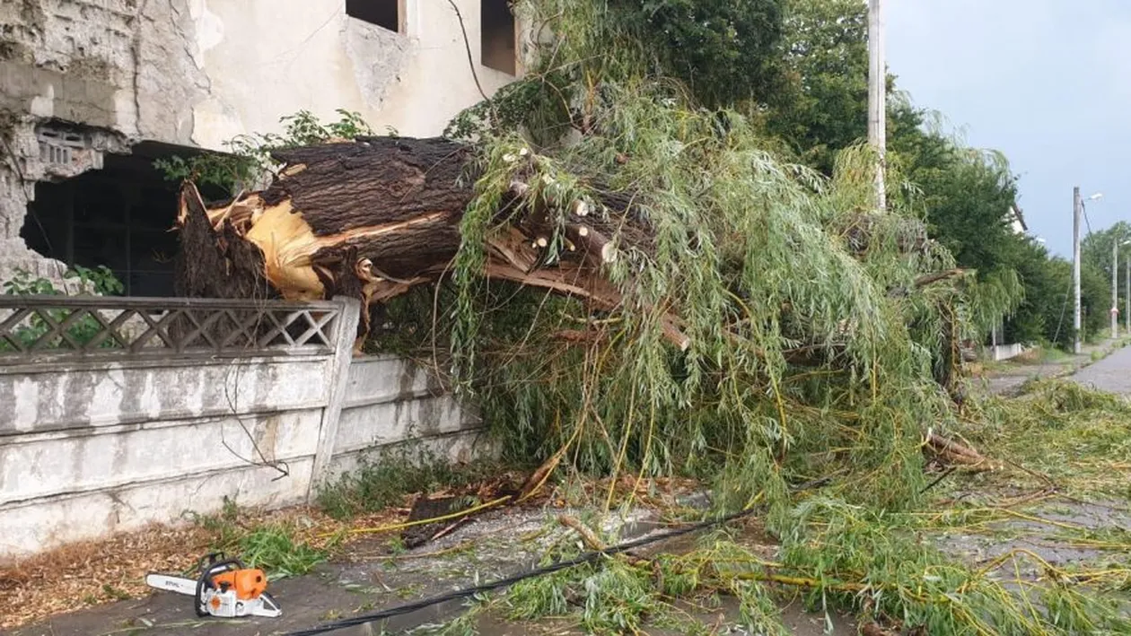 Furtună puternică în Tulcea. Pomii au căzut peste mai multe mașini staționate. FOTO