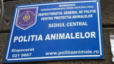 Imagini terifiante în Vaslui. Un copil torturează și aruncă un pui de pisică în gura unui câine sub privirile amuzate ale mamei. FOTO