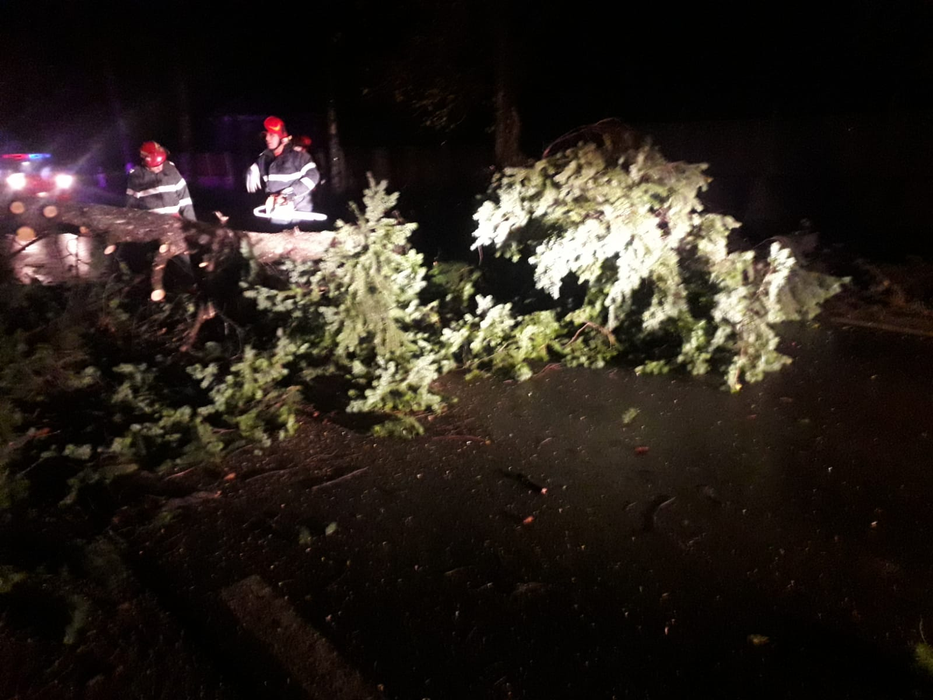 Vijeliile au făcut ravagii în Teleorman. Copaci căzuți peste mașini și peste firele de electricitate
