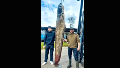 Somn uriaș de 109 kilograme, prins de un pescar din Austria: „Ce submarine înoată acum în Lacul Constanța!”