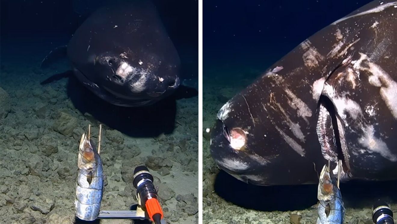 Descoperire ireală la 1.400 metri adâncime. Ce creatură terifiantă au găsit oamenii de știință în Groapa Tonga