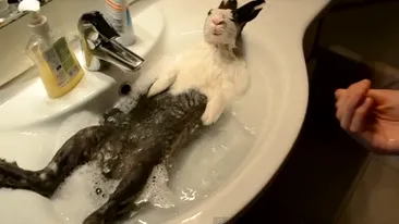 Ce se intampla cand ii faci baie unui iepure? Daca lasi apa sa curga, el....