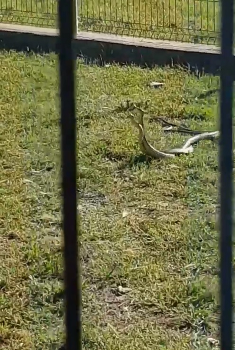 Șerpii se plimbau în voie în apropierea copiilor