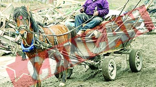 Romania, acuzata ca lasa caii sa moara