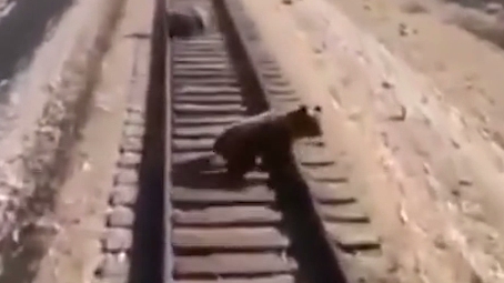 O ursoaică a murit călcată de tren în timp ce încerca să-și salveze puii