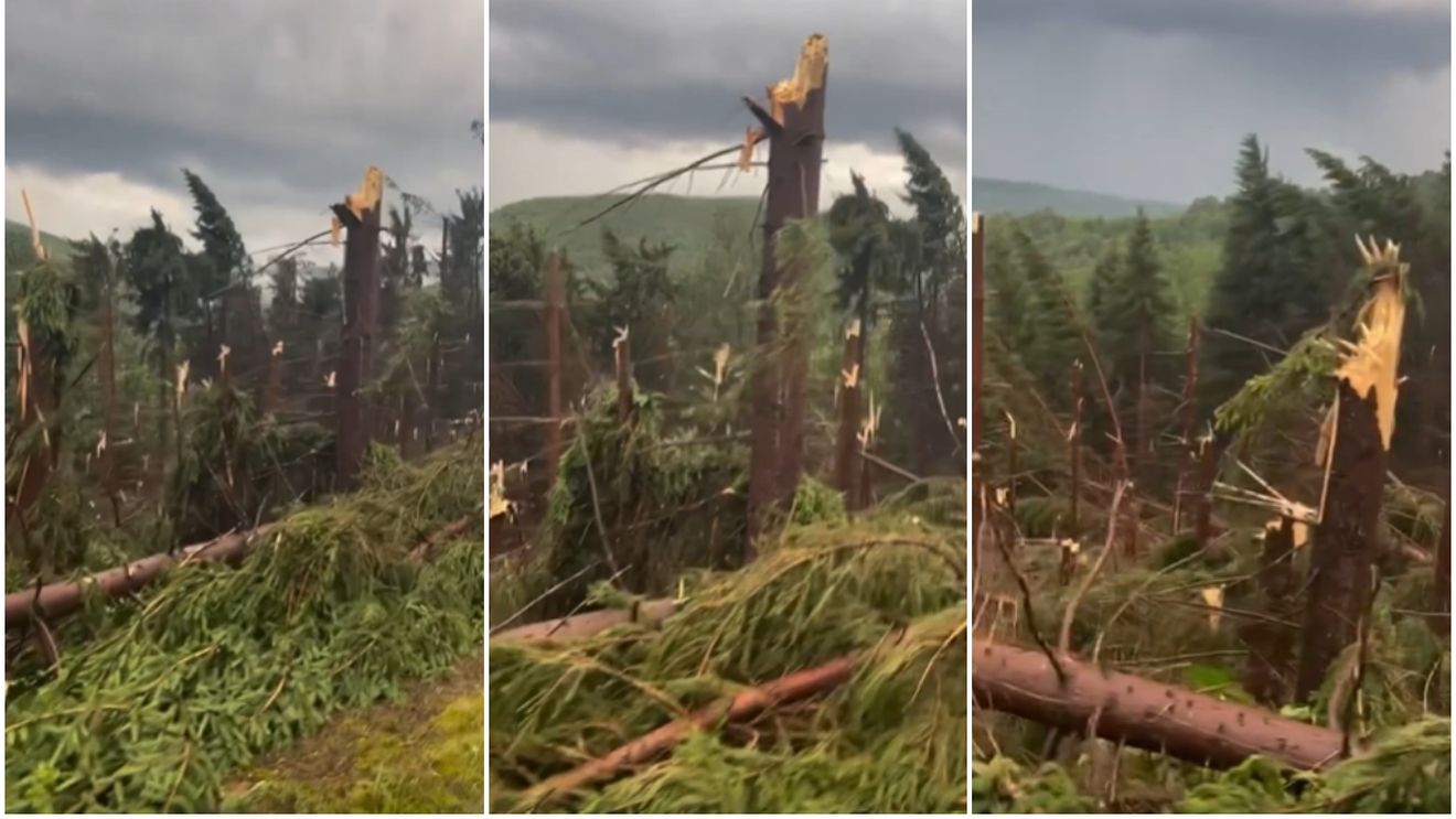 Urgia a lovit nordul țării! Furtuna s-a dezlănțuit în Maramureș, unde a pus la pământ o pădure de brazi