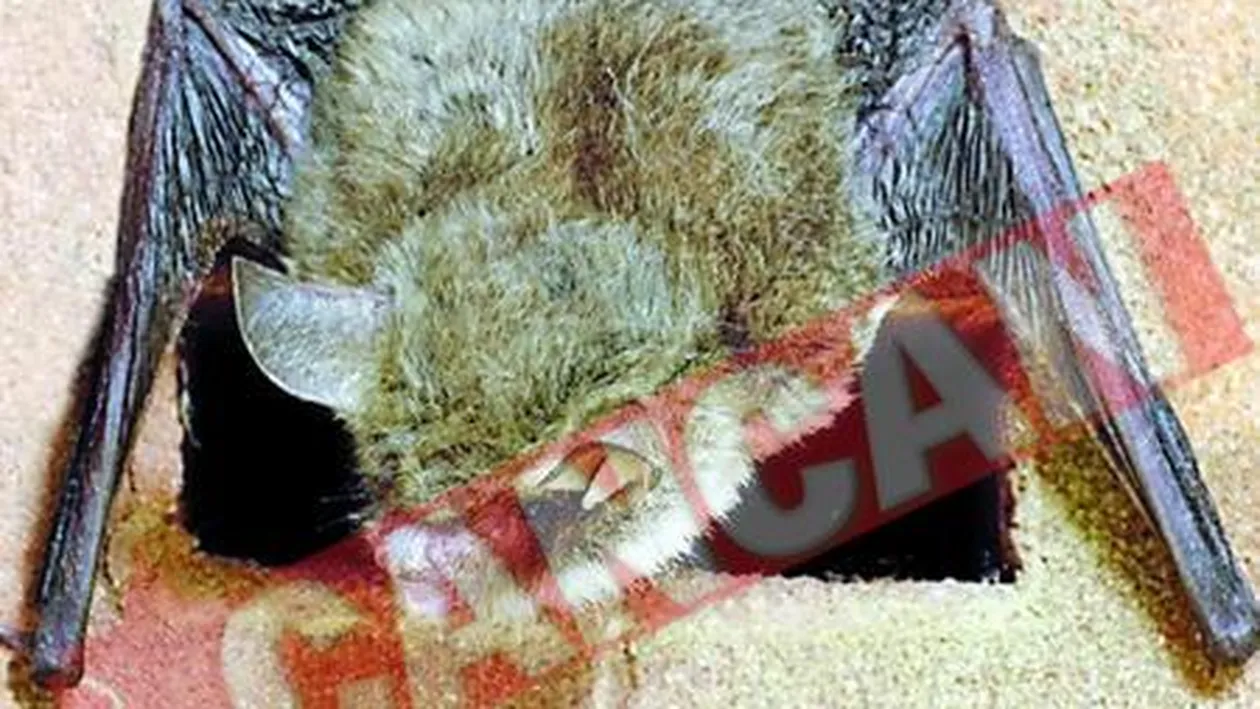 Invazie de lilieci in Capitala