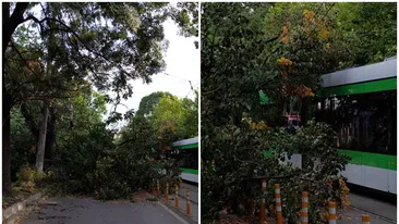 Un copac a căzut peste un tramvai, în Capitală! Traficul a fost restricționat
