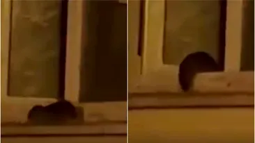 Imagini terifiante! Șobolani filmați cum intră şi ies pe geamul unei locuinţe din Dorobanţi
