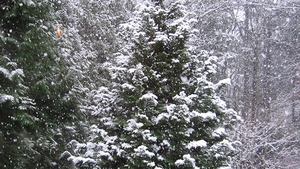 Anunt BOMBA facut de meteorologi in aceasta dimineata! COD GALBEN de ploi in 12 judete si ninsori