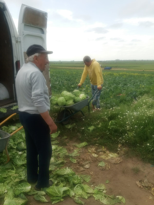 Varza de la Moțăței s-a făcut în cantitate mare anul acesta