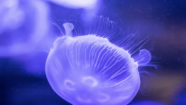 Invazie de meduze la Marea Neagră. Ce se întâmplă în această perioadă