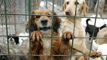 Cruzime fără margini! Câini comunitari asfixiaţi într-o dubiţă care-i transporta de la Botoşani la Constanţa