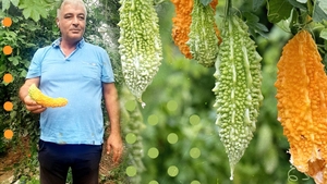 Fermierii olteni s-au reorientat! Cultivă roșia-ciocolată, vinetele șatirate sau Momordica din Nepal