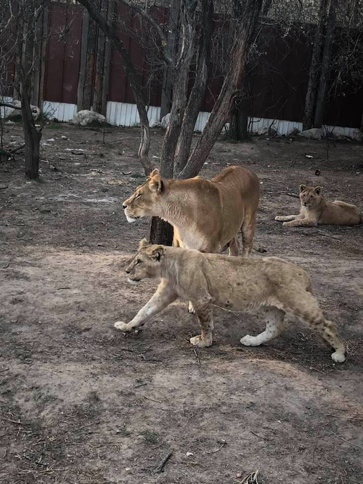 Menajeria lui Claudiu Duică