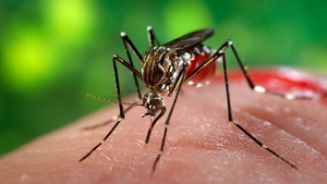 Primul caz de ZIKA înregistrat în România! Cum se manifestă şi cât de mari sunt riscurile pentru cei infectaţi