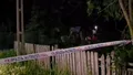 Noi detalii în cazul copilului de 4 ani, ucis de un câine ciobănesc. Primar: „Animalul era legat şi cel mic a mers să-i dea de mâncare”