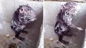Adevărul şocant din spatele imaginilor virale cu şoarecele care se spală ca un om! Povestea tristă pe care o ascunde videoclipul