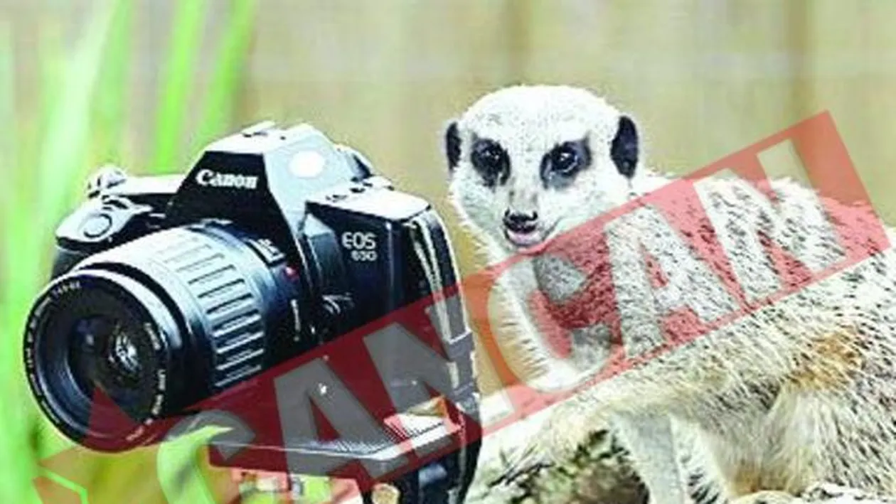 Suricatele paparazzi