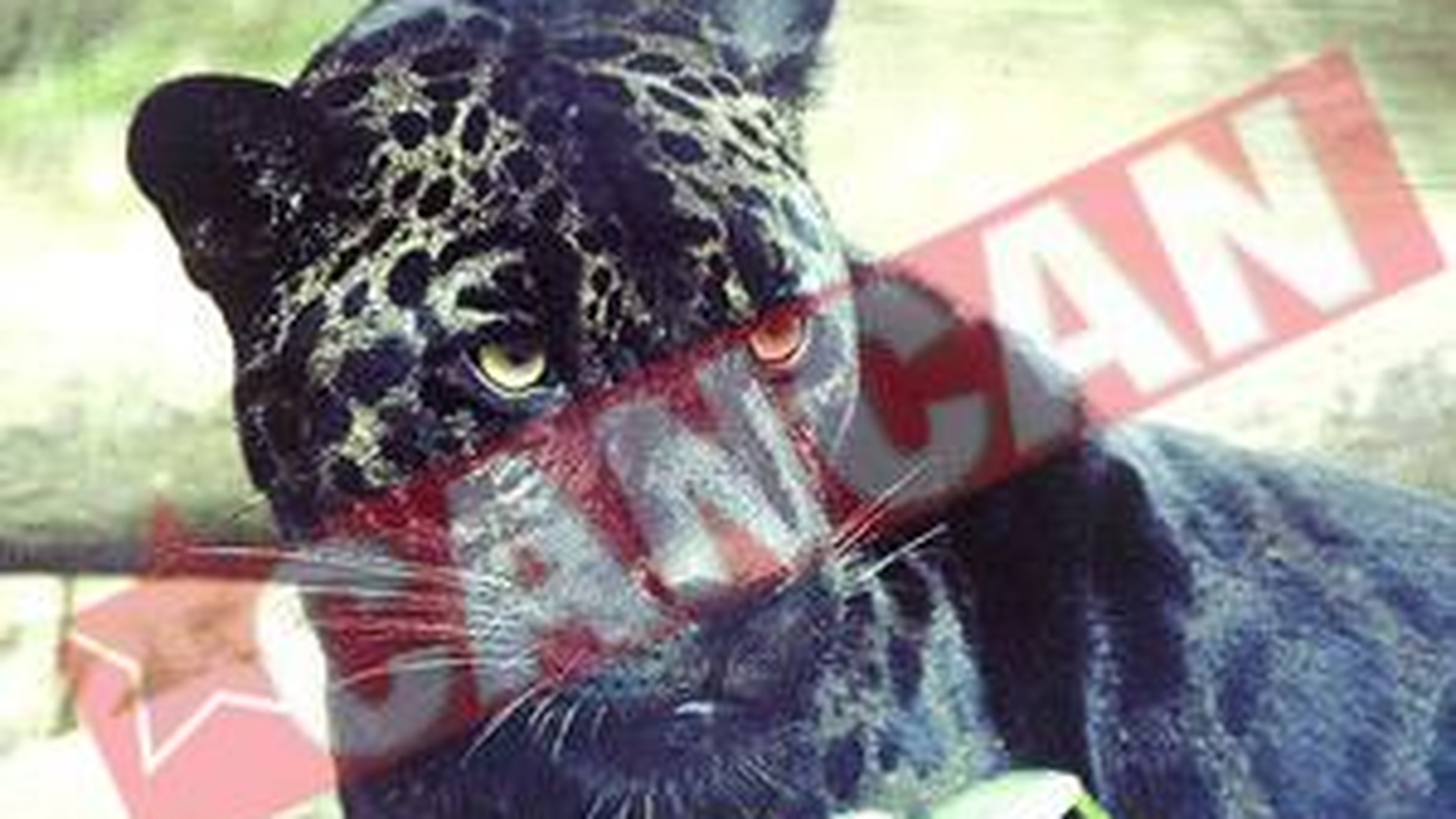 Au furat blana jaguarului Bety, mort la Zoo